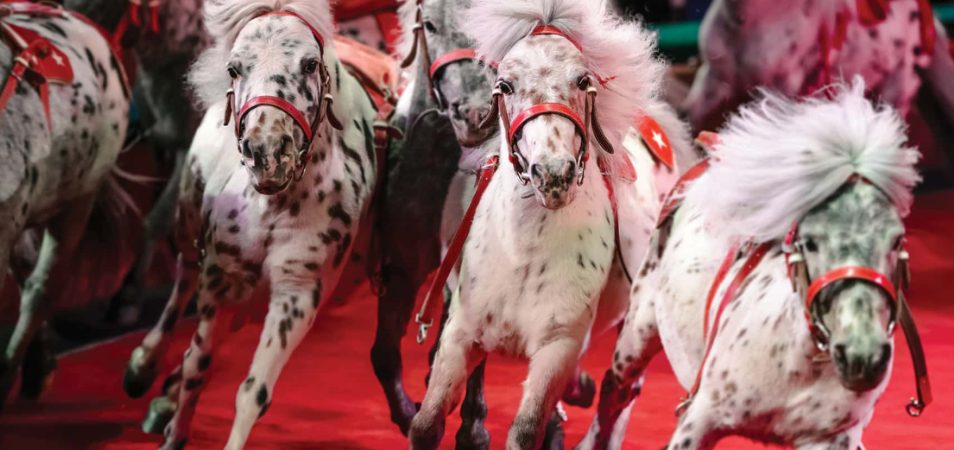 A herd of circus ponies in Branson, Missouri.