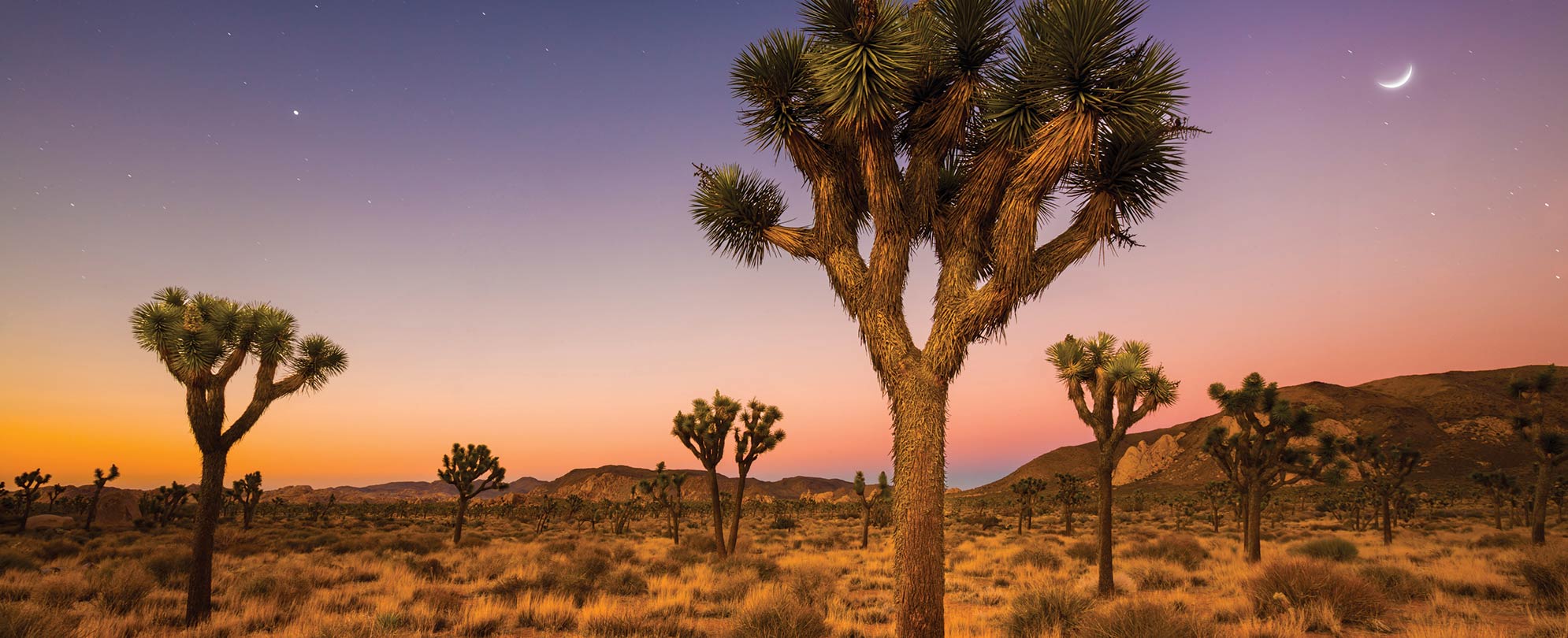 Joshua trees, scrubs, and hills at dusk in Joshua Tee National Park 